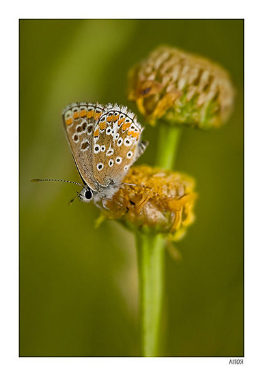 Papillon Aricia-morronensis
