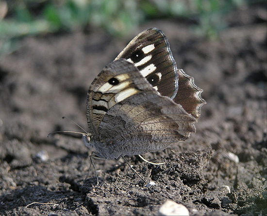 Papillon Chazara-briseis