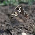 Papillon Chazara-briseis