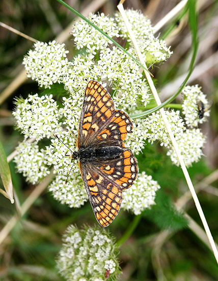 papillon Euphydryas-intermedia