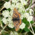 papillon Euphydryas-intermedia