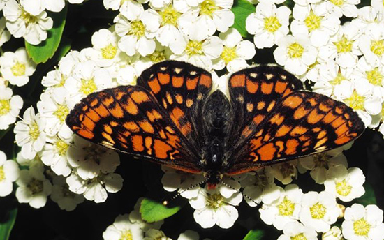 papillon Euphydryas-maturna