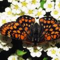 papillon Euphydryas-maturna