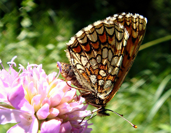 papillon Melitaea-aurelia