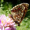 papillon Melitaea-aurelia