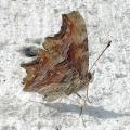 papillon Polygonia-egea